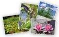 Sonderangebot - Pflanzensortiment mit 50 Teichpflanzen